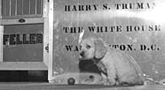 Truman's dog Feller