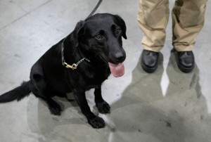 bomb sniffer dog