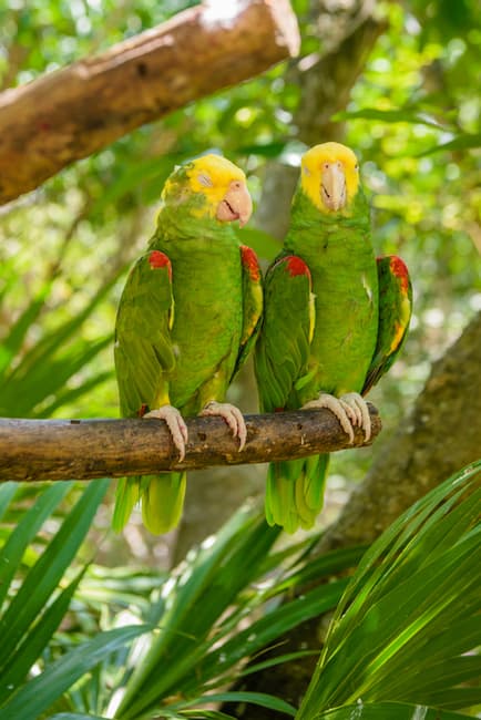 This is a color photograph from istockphoto of two double yellow-headed parrots sitting on a branch in a lush environment.