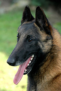 200px-Belgian_Malinois_01