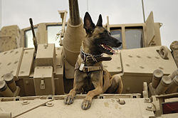 war dog