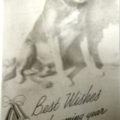 Brownie Daytona Town Dog