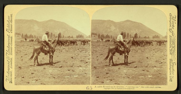 A_cattle_round-up_in_Arizona,_-cutting_out-_the_cows_and_calves,_by_Underwood_&_Underwood