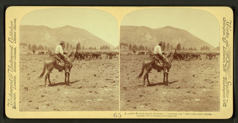 Stereoscopic picture of someone like Addison Jones organizing a cattle round-up
