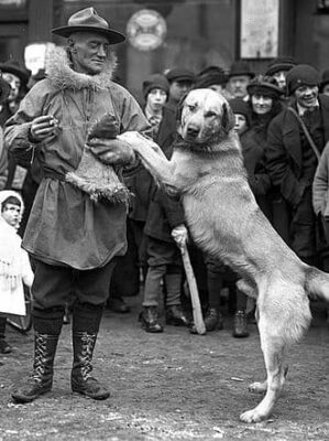 A black-and-white photo of arthur Walden in a parka, snow boots, and a mounty-style hat. He is holding leather mittens. Chinook, light in color, stands on his rear legs with his paws on Walden's arm, looking at the  camera.