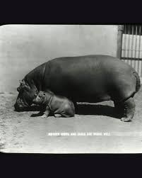 This is a grainy black and white image of a mother hippo and baby. The baby is thought to be one of Billy's babies.