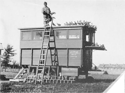 A man stands atop a pigeon loft in the field. This is a view of the back of the loft and it looks a bit like train caboose. The other side is open and there are many pigeons all around it.
