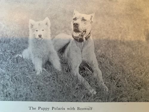 Polaris and Beowulf, the Great Dane