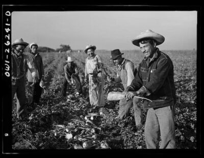 a black-and-white photo of Mexican men working in the fields as part of the Bacero Program.