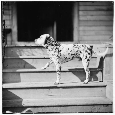 This is a photo of Rufus Ingalls's Dalmatian that he brought back to Army headquarters with him. Dalmatians were known as coach dogs at the time.