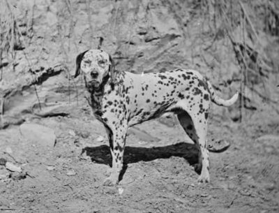 A black-and-white photo of the Dalmatian. 