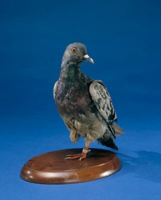 A color photo of a mounted bird missing one leg. The bird is a mottled grey and black color.