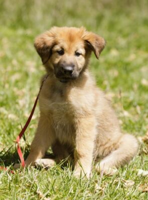 A color photo from istockphoto of a Chinook puppy. Tawny in color with floppy ears and a dark nose and snout.