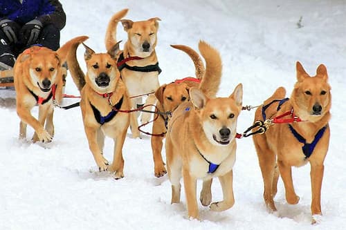 Chinook dogs