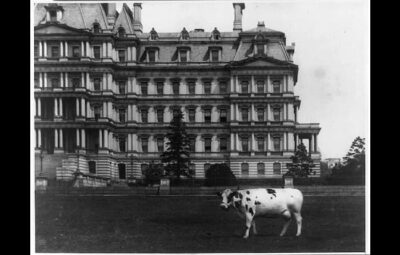 A black and white photo of Taft’s cow standing on grass in front of a large, ornate government building with many windows and decorative details.