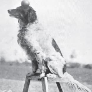 A black and white photo of a dog sitting on a wooden stool outdoors with a ball balanced on its head.