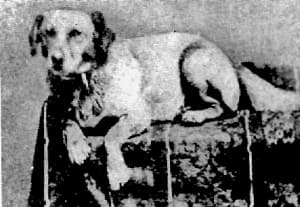 photo of Fido, the Lincoln dog