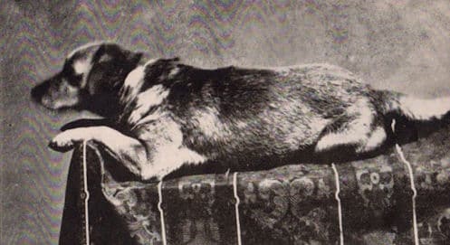 This photo is thought to be the first photograph of a presidential pet.