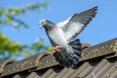 A color photograph of a pigeon clearing the rooftop as it returns home, likely from a race.  The body is gray; the neck of the bird is iridescent.
istock photo