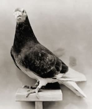 A photograph of a mounted GI Joe. He had a dark body but a light-colored head, breast, and tail feathers.