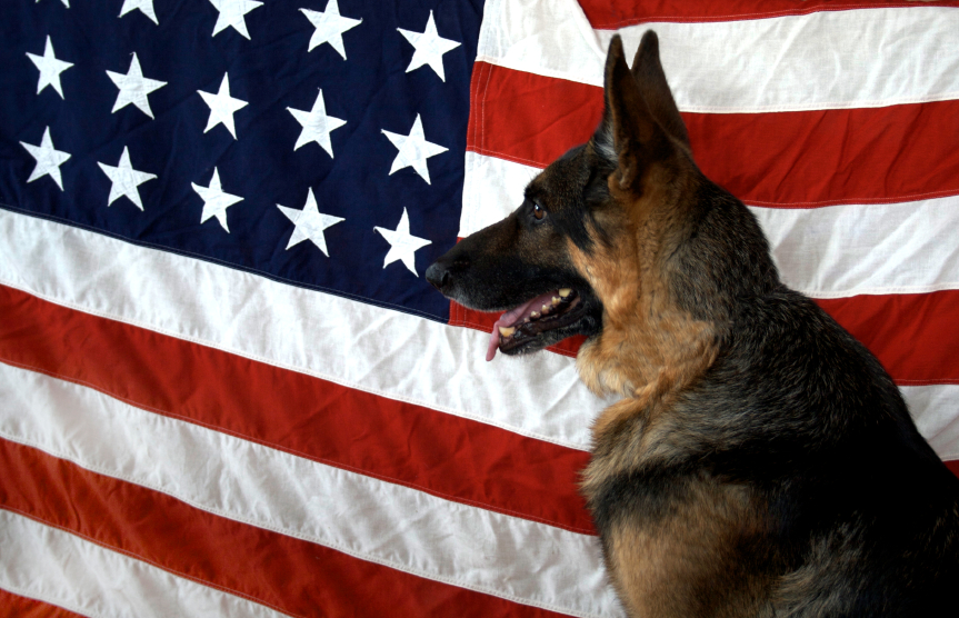 were german shepherds used in ww2