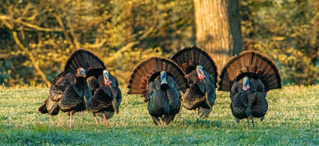 Five male turkeys with tails flared. Each has a blue head and red wattle. photo by Gerald Corsi