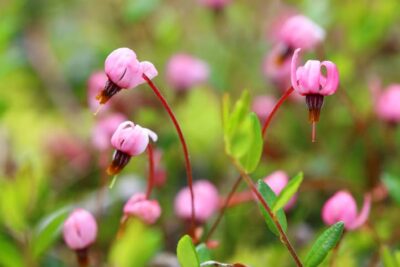 This color photo shows the pink flower of a cranberry and indicates how it "cranes" a bit over the rest of the plant. photo by Grigorii Pitochii