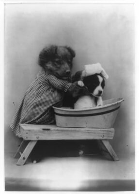 One puppy dressed in washerwoman dress giving another puppy a good scrub in the tub.