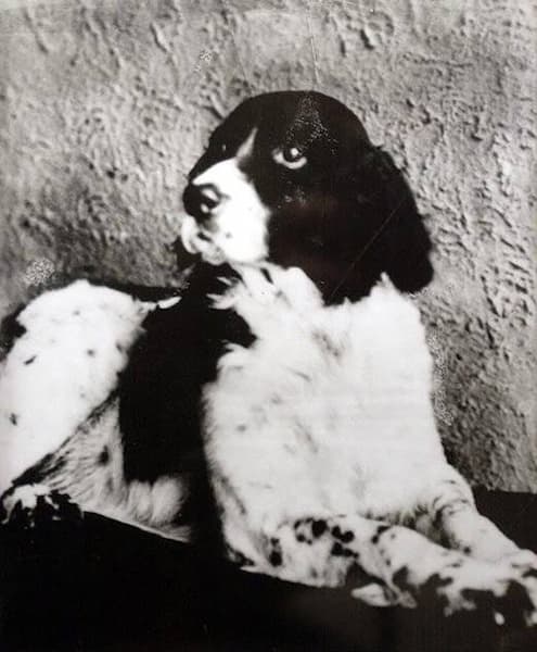 A black-and-white portrait photo of  Jim the Wonder Dog. His coat is white with patches of black. His head is mostly black with a white nose and mouth.