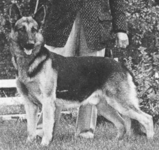 A black-and-white photo of a LaSalle German shepherd. He looks alert and happy.