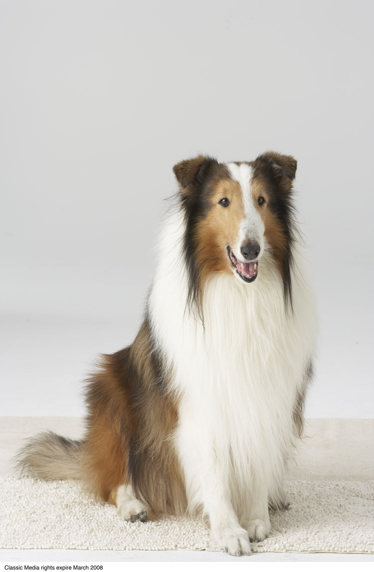 Lassie the movie's favorite dog rough collie in back yard 8x10 inch photo -  The Movie Store