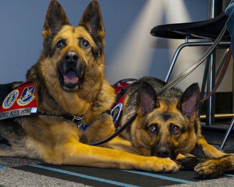 what happens to military dogs after retirement