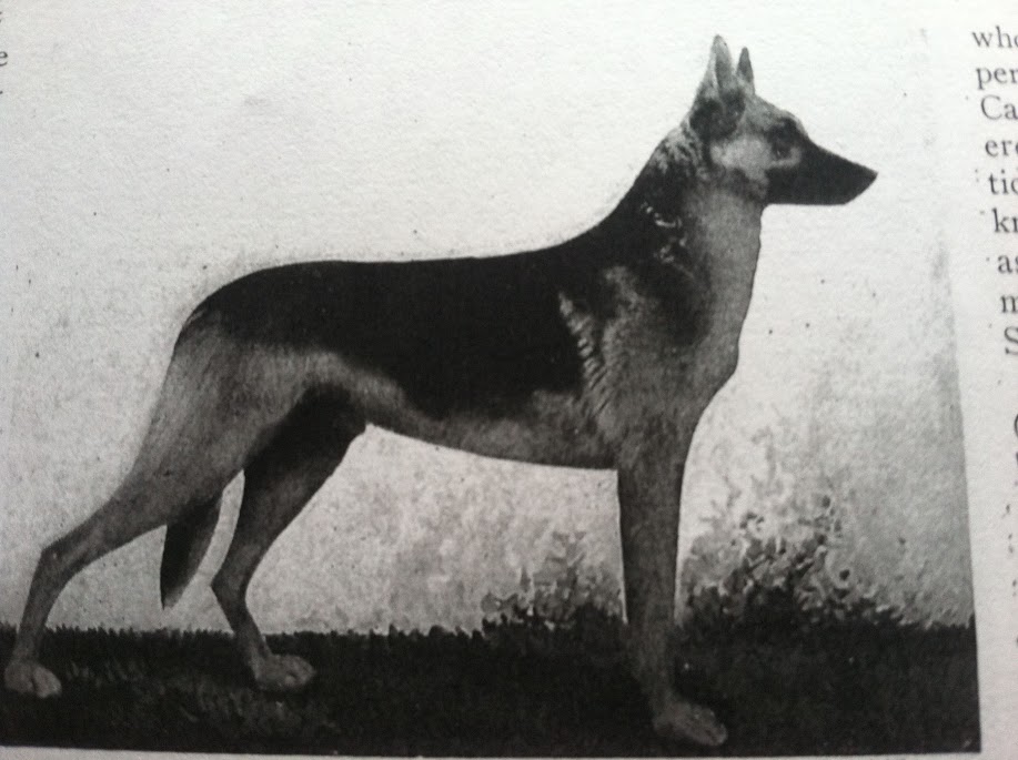 Midnight Sun, A Remarkable Police Dog (1926) - America Comes Alive