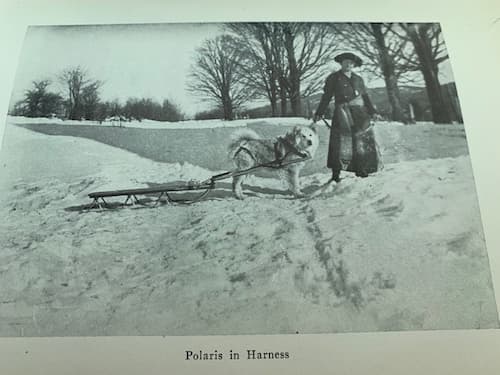 Polaris in harness with Mrs. Baynes