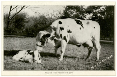 A black and white photo shows a cow standing beside a calf lying on grass. The cow is nuzzling the calf. Text on the image reads Pauline - Taft’s Cow and Mrs. T.W. Cochran.