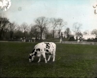 A black and white cow, known locally as Taft’s cow, grazes on grass in an open field with leafless trees and buildings visible in the background under a pale sky.