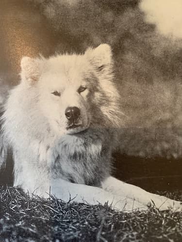 Greenland Eskimo dog