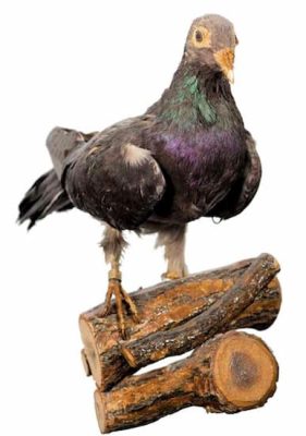The mounted version of the pigeon President Wilson is a bit mottled, but this was that pigeon!