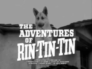 daughter of Rin-Tin-Tin