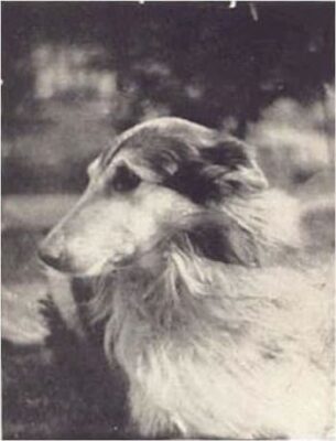 This is a black-and-white photo of Lad. He has an earnest and brave look on his face.