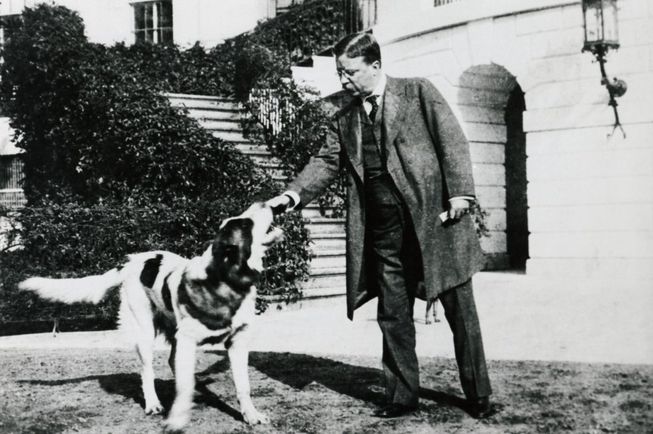 teddy roosevelt dog