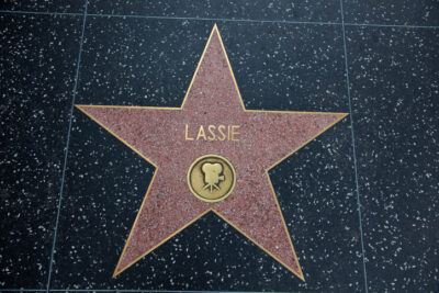 A photo of Lassie's star on the Hollywood Hall of Fame.