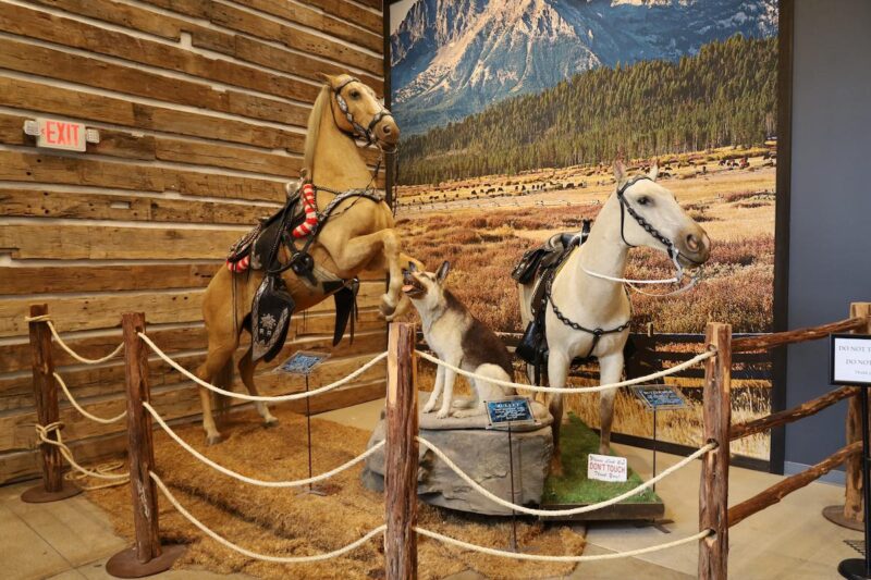 A color photo of Trigger, Bullet, and Buttermilk (Dale Evans's horse.) The photo was taken at the John Wayne Museum in Fort Worth.