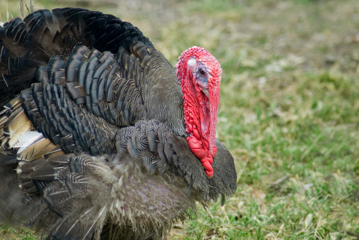 Thanksgiving: Becoming a National Holiday - America Comes Alive