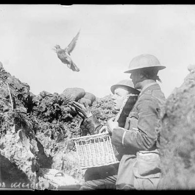 pigeon release WWI