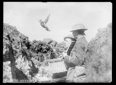 A black-and-white photo of an American soldier releasing a pigeon with a message. The war is WWI, and ones soldier holds the basket while the other soldier sends the pigeon on its way.