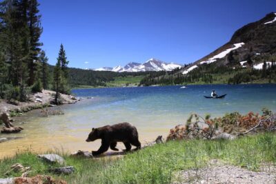 A color photo of Tenaya Lake with a bear in the foreground. 