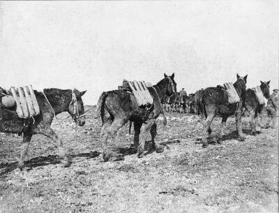 a long line of horses and mules carrying ammunition on their backs.