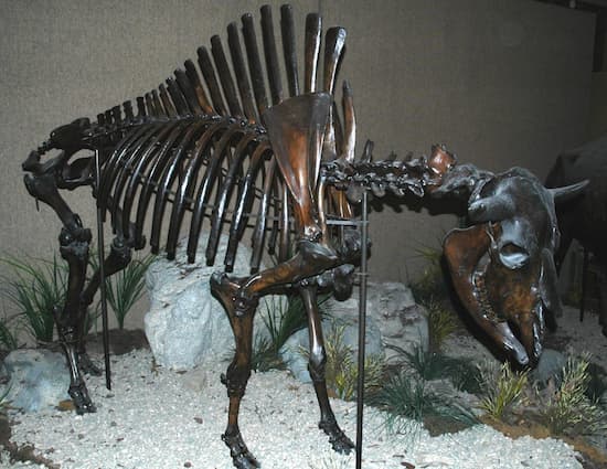 The Carnegie Museum has on display a Bison antiquus of the type that would have been found near Folsom.