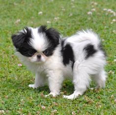 Teacup dogs originated in the US, developed in Japan and South Korea, and  now has been further improved…